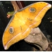 Tussore Silkmoth mylitta 15 eggs or 10 larvae, according to availability.